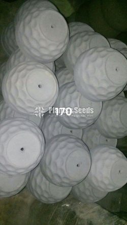 Cement Pots