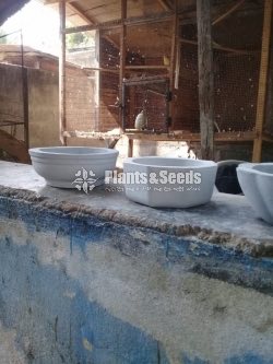 Cement Pots
