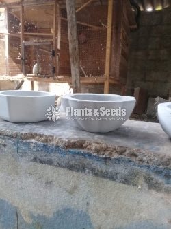 Cement Pots