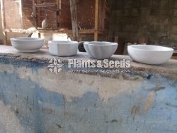 Cement Pots