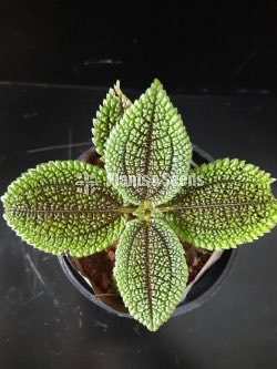 Outdoor Plants