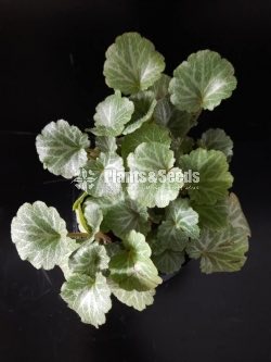 Outdoor Plants
