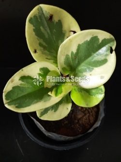 Outdoor Plants