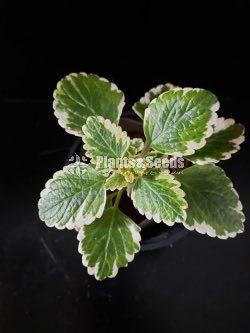 Outdoor Plants