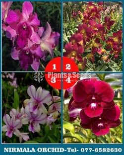 Orchids