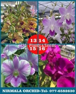 Orchids