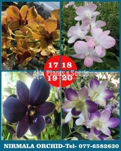 Orchids