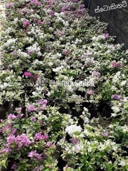 stockinette(ස්ටොකිනෙට් )