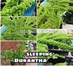 Sleeping Durantha
