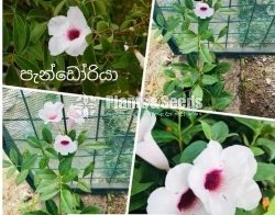 Pandoriya