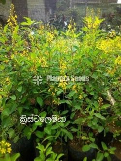 Kristelsia(ක්‍රිස්ටෙල්සියා )