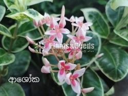  Ixora(Ashoka)