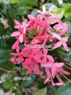  Ixora(Ashoka)