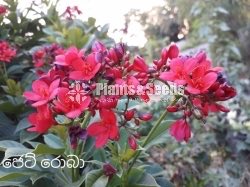 Jetroba  Red