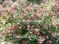 Dunkan Sela(ඩන්කන් සේල )