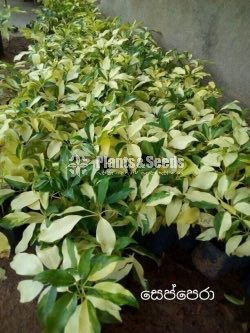 Seppera( සේප්පෙරා )