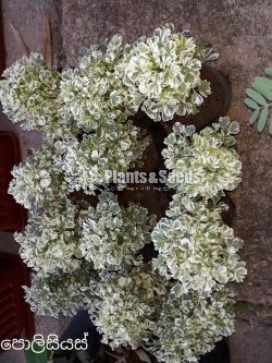 Policiyas(පොලිසියාස් )