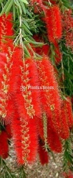 Bottle Brush