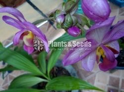 Sal Ground Orchid