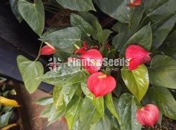 Anthurium Lady J