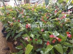 Anthurium Lady J
