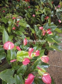 Anthurium Lady J