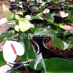 Bankok Anthurium