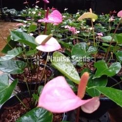 Bankok Anthurium