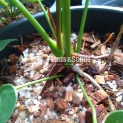 Cawali Anthurium