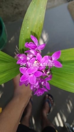Orchids Collection