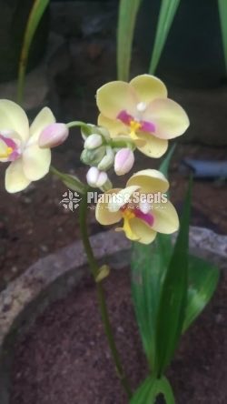 Orchids Collection