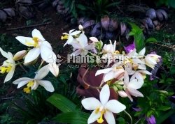 Orchids Collection