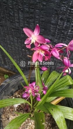 Orchids Collection