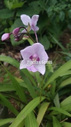 Orchids Collection