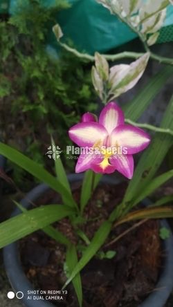 Orchids Collection