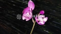 Orchids Collection