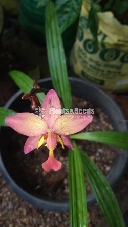 Orchids Collection
