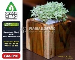 Succulent Plants with Teak Wooden Pot 