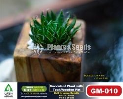 Succulent Plants with Teak Wooden Pot 