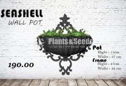 Seashell Wall Pot