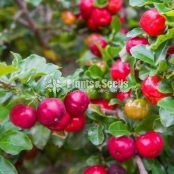 Babardos Cherry
