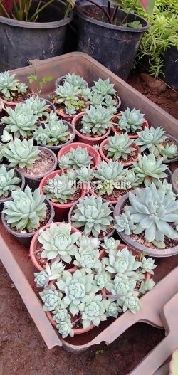 Cactus Collection