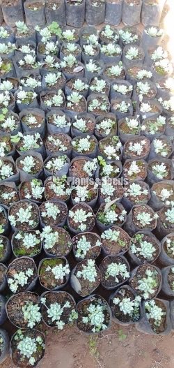 Cactus Collection