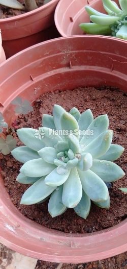 Cactus Collection