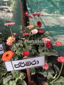 Jebras Flowers