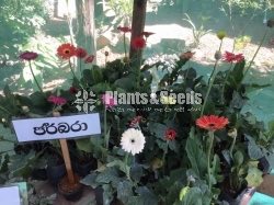 Jebras Flowers