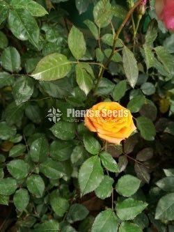 Bud Roses