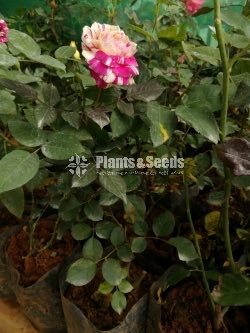 Bud Roses