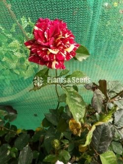 Bud Roses