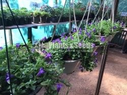 Hanging pedilanthus